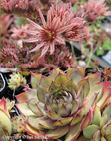 Sempervivum violaceum